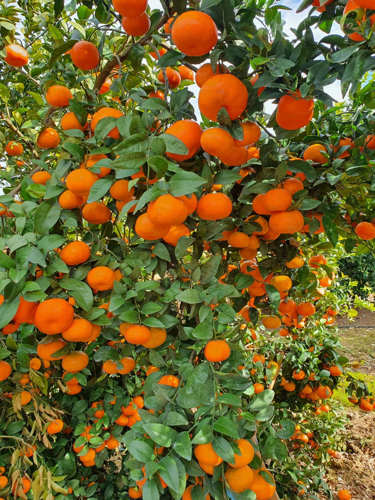 IMG-20210131-WA0027