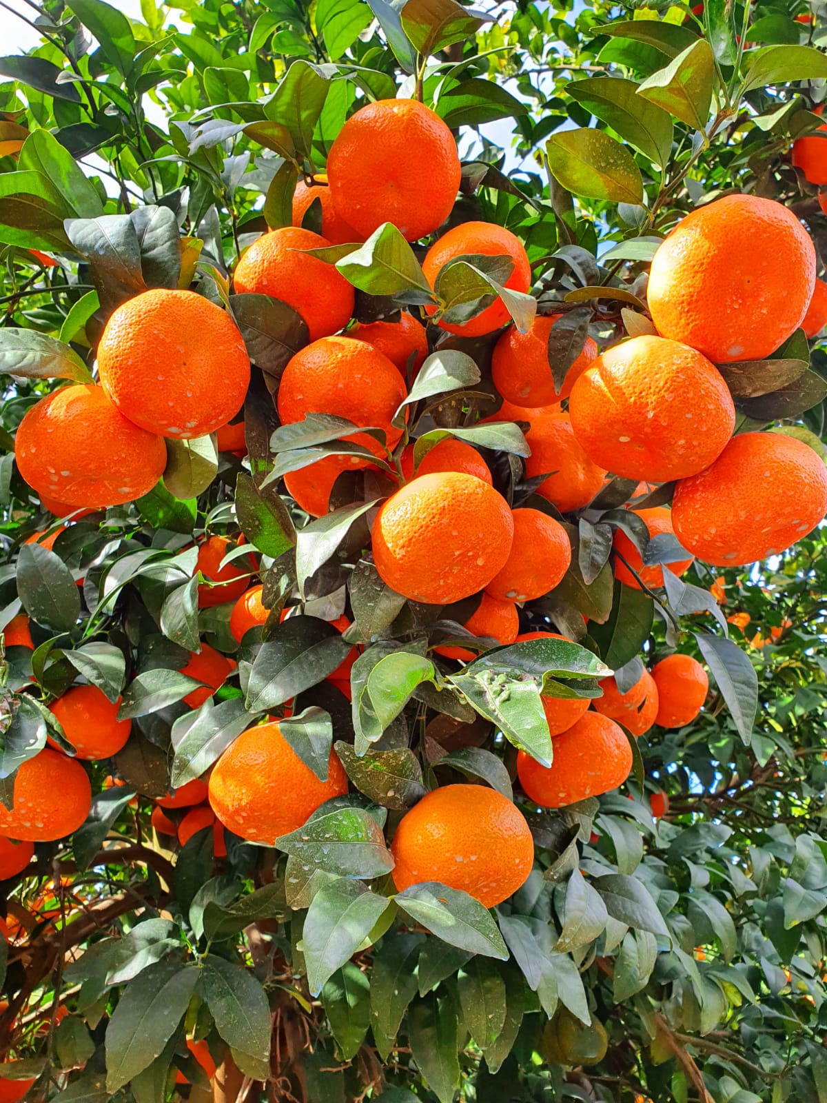 IMG-20210131-WA0038