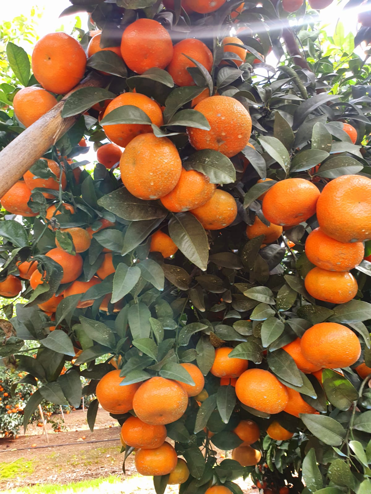 IMG-20210131-WA0042