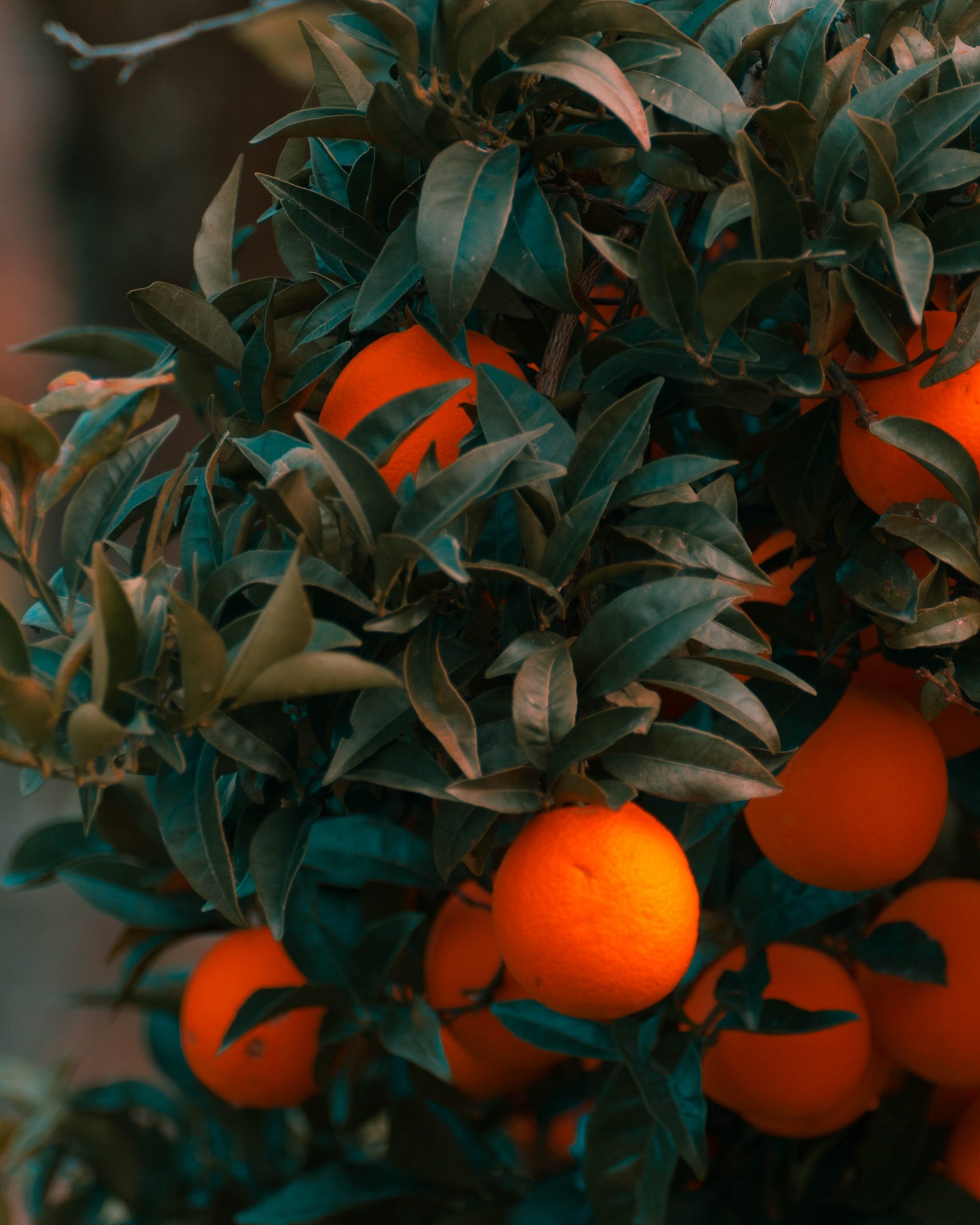 pexels-diogo-cacito-6608968