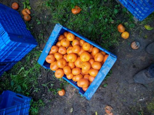 IMG-20210131-WA0013